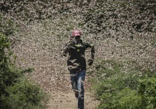 Infestação de gafanhotos coloca vários países em risco