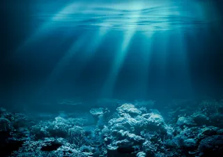 Descubrimiento en las profundidades del océano: ¡un misterioso objeto biológico! ¿Qué es eso?