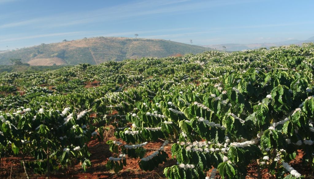 Fungos fitopatogênicos podem comprometer o desenvolvimento e a produtividade das lavouras.