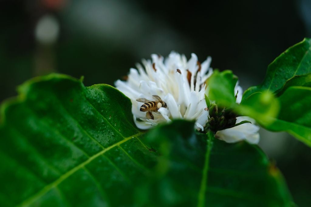 Abelhas, rentabilidade, sustentabilidade, brasil, café