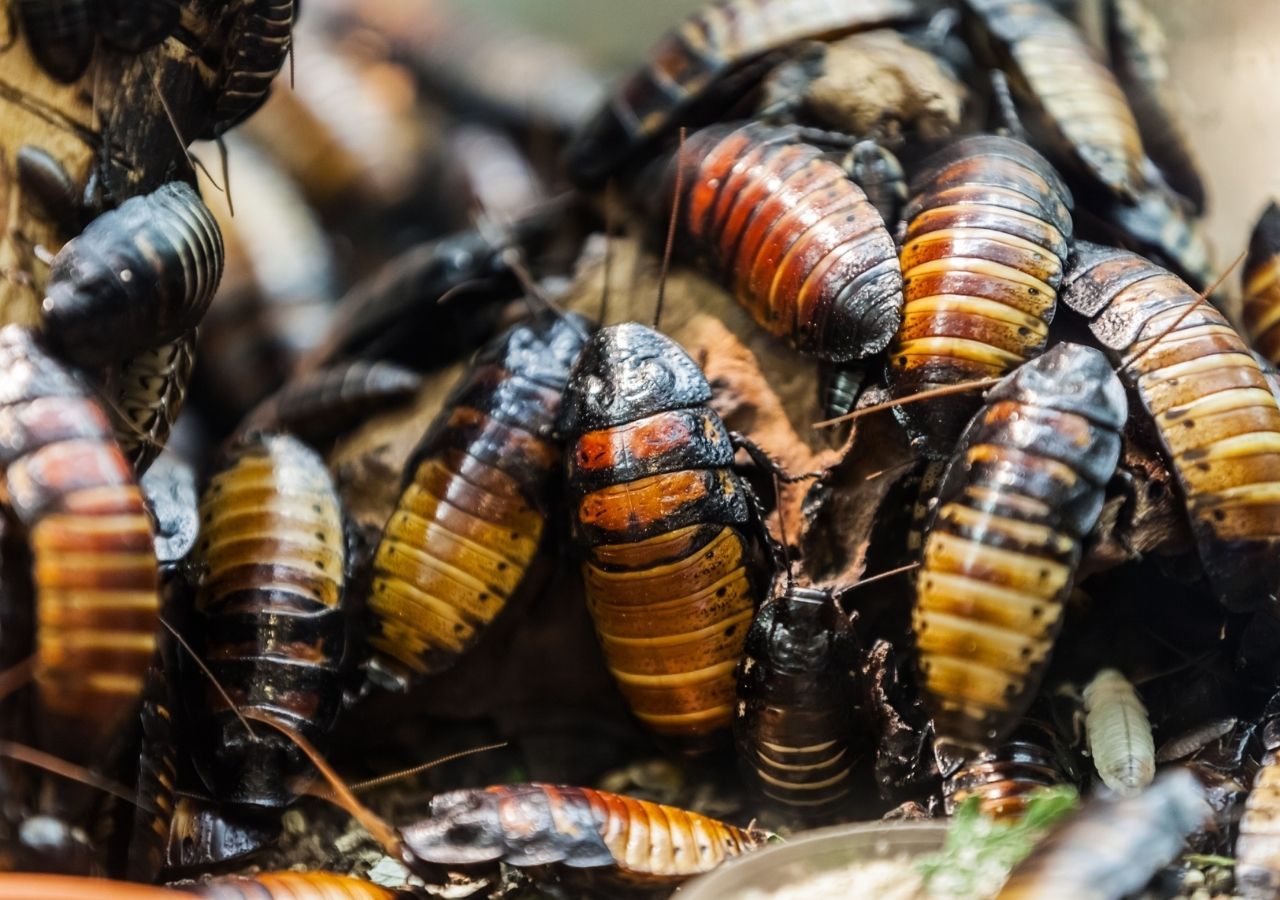 Mangiare gli insetti - Tutto sul mondo degli insetti commestibili