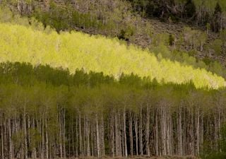 Entre 16.000 y 80.000 años de edad: Pando es el árbol más grande y longevo del mundo