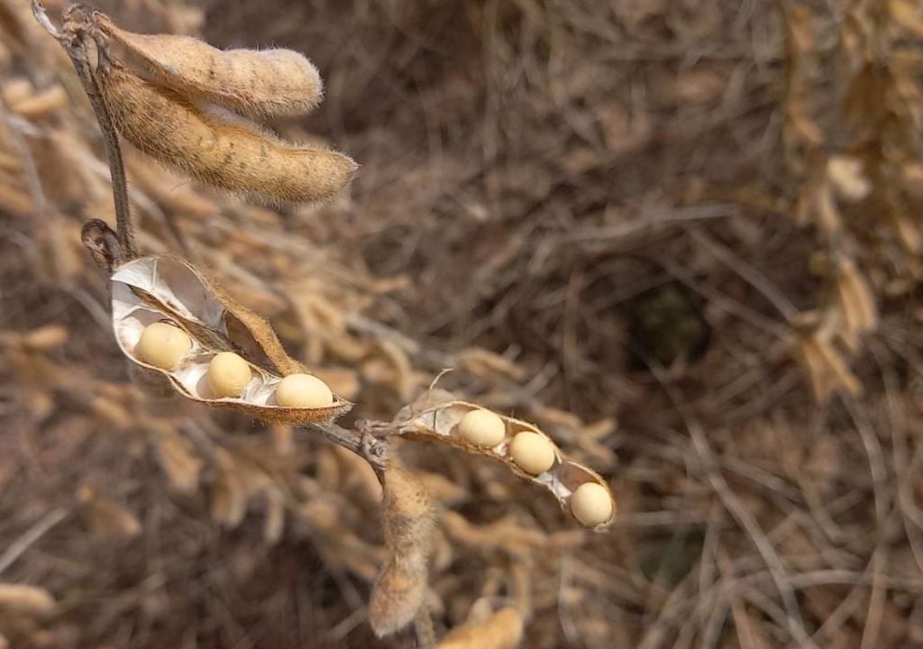 ote con soja temprana (de primera), en R8 (madurez plena), buen tamaño de grano y estado, en el departamento San Martín, Santa Fe. Gentileza: Bolsa de Comercio de Santa Fe.