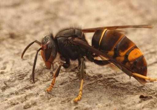 Avispas velutinas en España: cómo reconocerlas, qué hacer si te pican y cuándo es su temporada más activa
