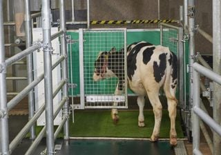 Insolite : ces vaches qui vont aux toilettes pour protéger la planète