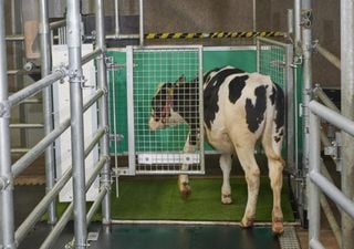 Entrenan vacas para "ir al baño" y frenar el cambio climático