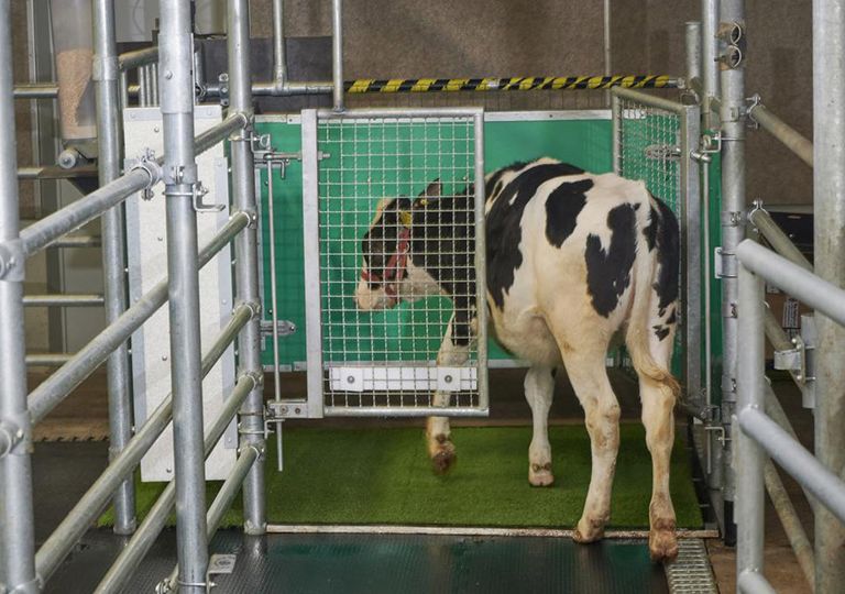 Irre Klimaaktion: Kühe lernen aufs Irre Klimaaktion: Kühe lernen aufs