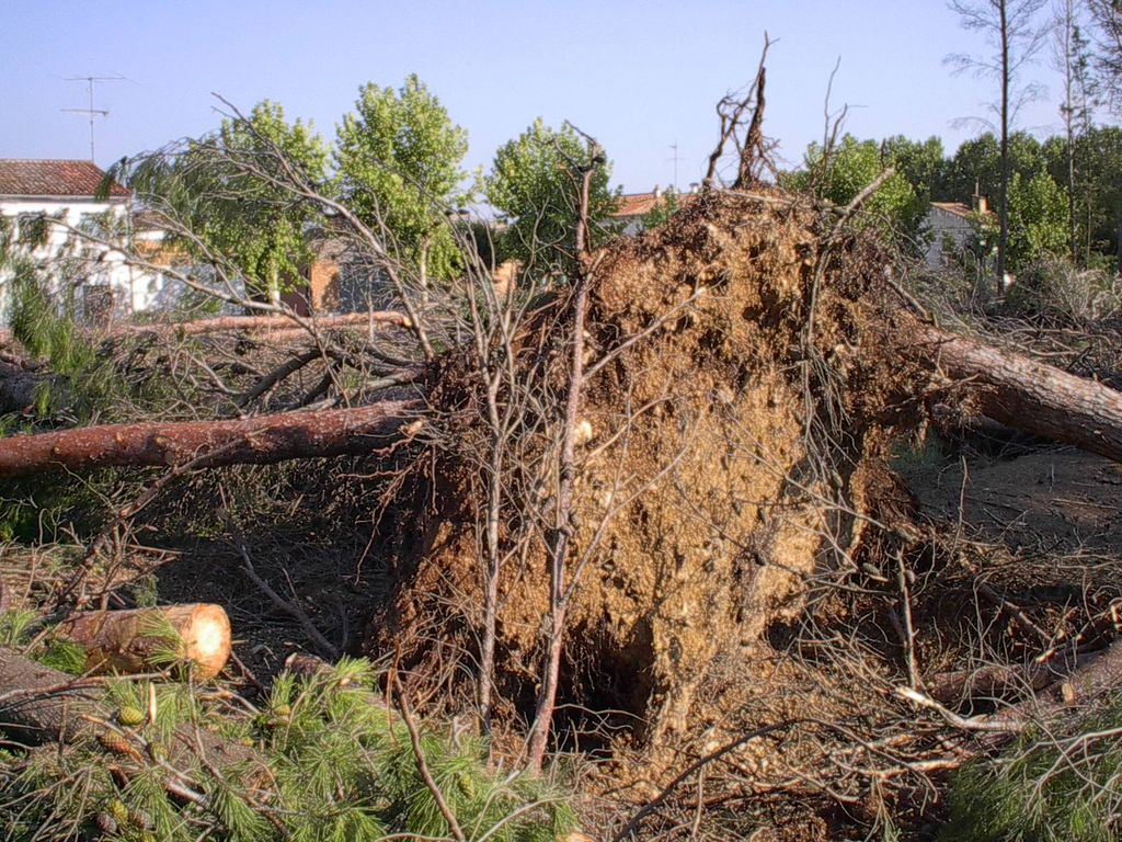 Figura 5.- Cepellón de un pino sacado de cuajo del suelo al paso del tornado que el 3 de agosto de 2003 afectó a la localidad oscense de Montesusin. Figura 5.- Cepellón de un pino sacado de cuajo del suelo al paso del tornado que el 3 de agosto de 2003 afectó a la localidad oscense de Montesusin.