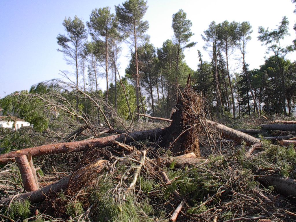 Figura 6.- Pinos tronchados al paso del tornado de Montesusin (Huesca) Figura 6.- Pinos tronchados al paso del tornado de Montesusin (Huesca)