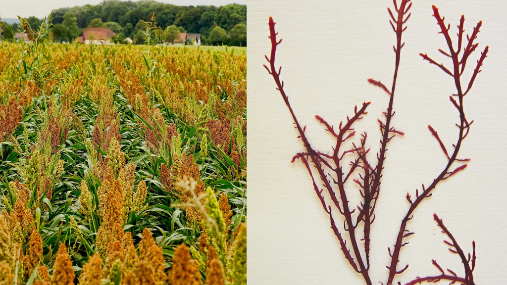 Imagen de un cultivo de sorgo y del alga roja Gelidiun corneum. / Pixabay y Commons Wikimedia