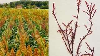 Envases biodegradables han sido desarrollados por cient&iacute;ficas del CSIC a partir de harinas y algas