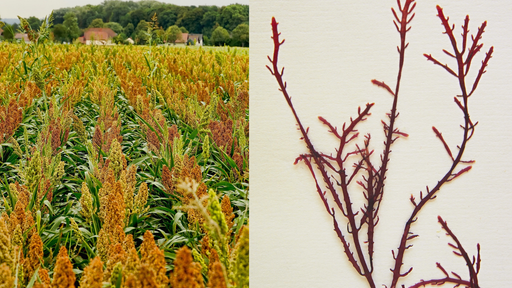 Envases biodegradables han sido desarrollados por cient&iacute;ficas del CSIC a partir de harinas y algas