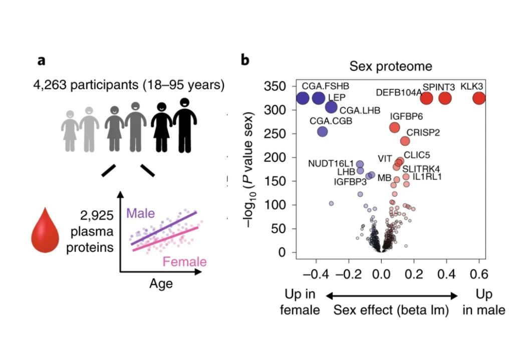 Edad fisiológica según las proteínas en tu sangre