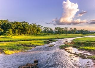 Environnement : comment le Népal a réussi à étendre ses forêts ?