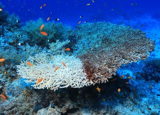 Environnement : disparition inquiétante du récif corallien !