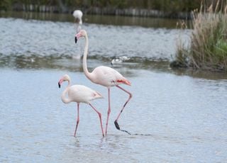 Environnement : l'ann&eacute;e 2025 a quand m&ecirc;me donn&eacute; des raisons de se r&eacute;jouir pour la plan&egrave;te, voici lesquelles !