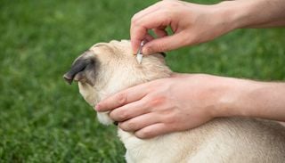 Environnement : les antiparasitaires pour chiens et chats posent probl&egrave;me pour la nature et notre sant&eacute;, lesquels ?