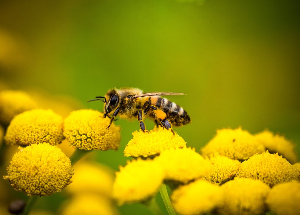 Journée mondiale abeilles