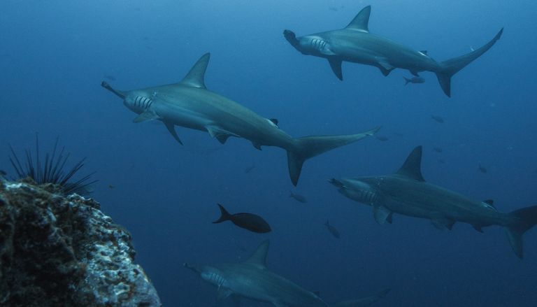 Plusieurs esp&egrave;ces de requins-marteaux sont en danger critique d&rsquo;extinction