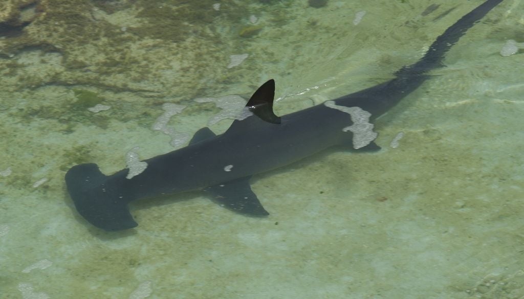 El tiburón martillo está en peligro de extinción. El tiburón martillo está en peligro de extinción.