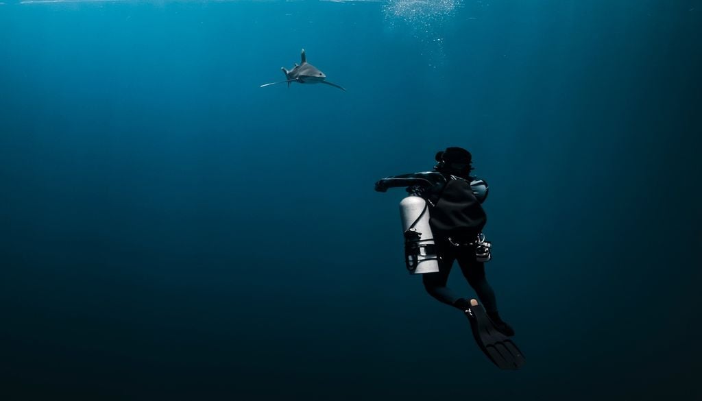 Los expertos siguen estudiando a los tiburones martillo Los expertos siguen estudiando a los tiburones martillo.
