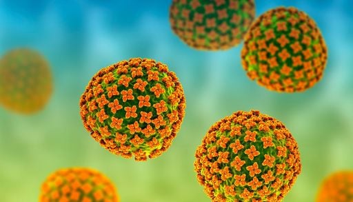 Epidemia di hantavirus sulla nave da crociera: come si diffonde il virus e quali sono i rischi di una pandemia
