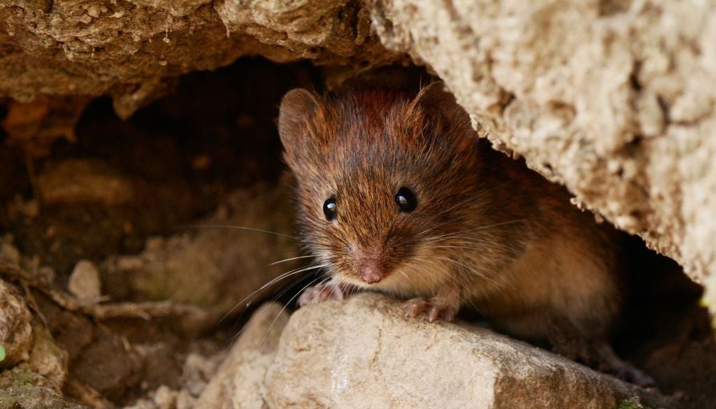 I topi sono i maggiori diffusori degli hantavirus