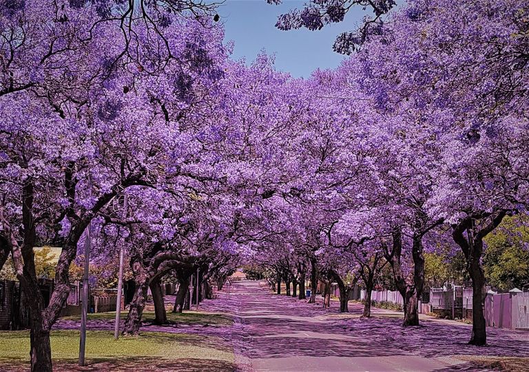 Primavera Primavera
