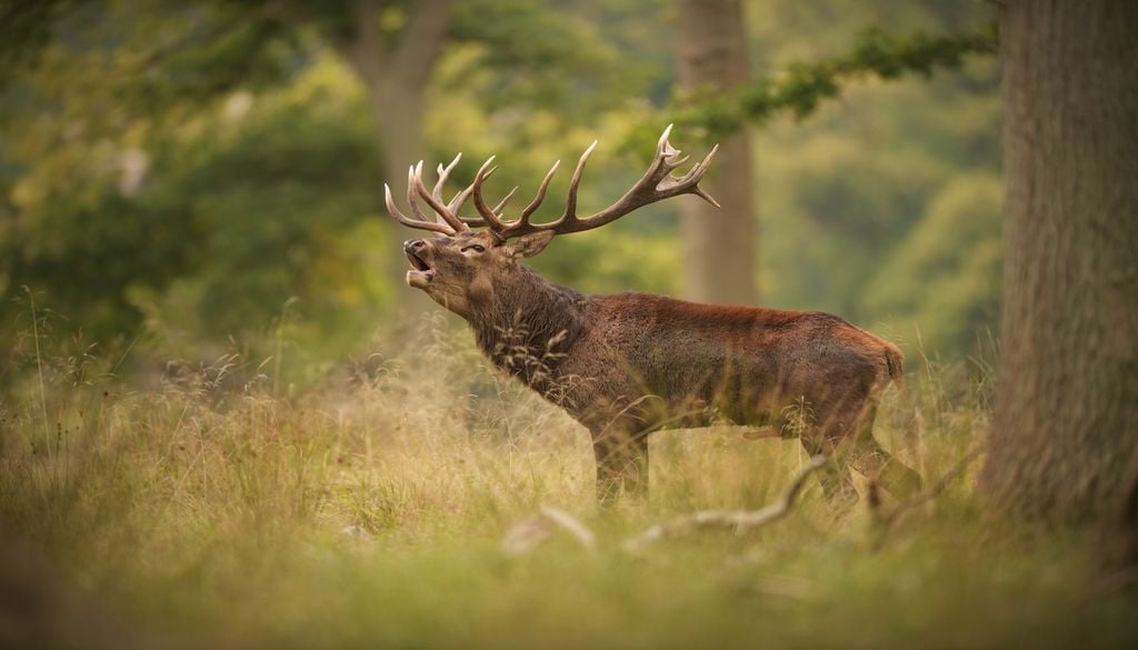 Ecouter le brame du cerf fait partie des expériences qui ancrent dans l'automne. Ecouter le brame du cerf fait partie des expériences qui ancrent dans l'automne.