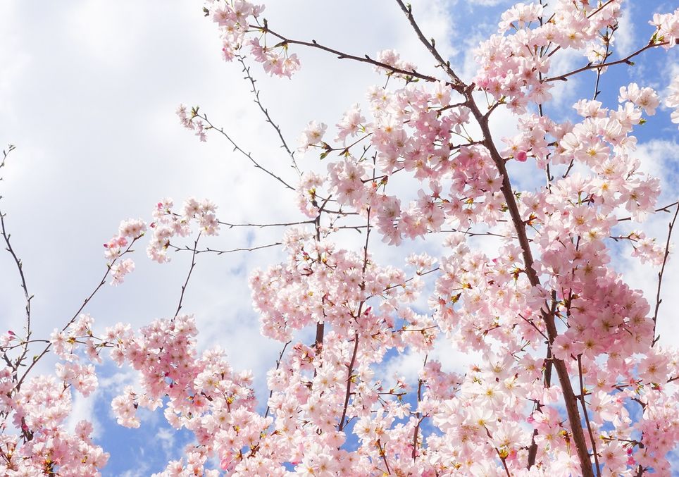 Equinozio Di Primavera Quando Nel