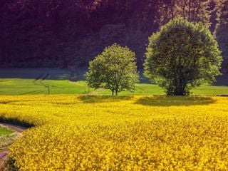 Equinozio, inizia la primavera 2019: che tempo farà?