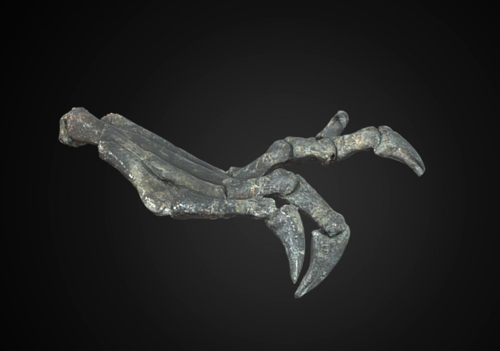 Pata izquierda completamente articulada de Chilesaurus diegosuarezi .