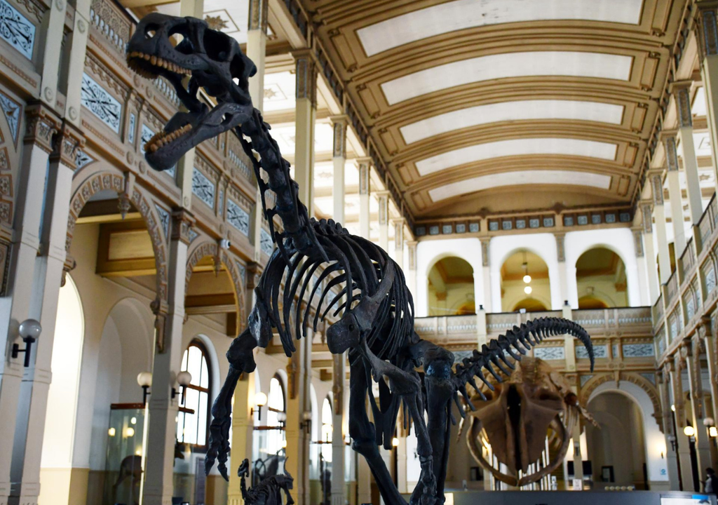 Réplica del esqueleto de Chilesaurus diegosuarezi.