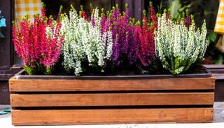Erica in vaso: dal terriccio all&rsquo;esposizione, guida alla cura di questa pianta autunnale