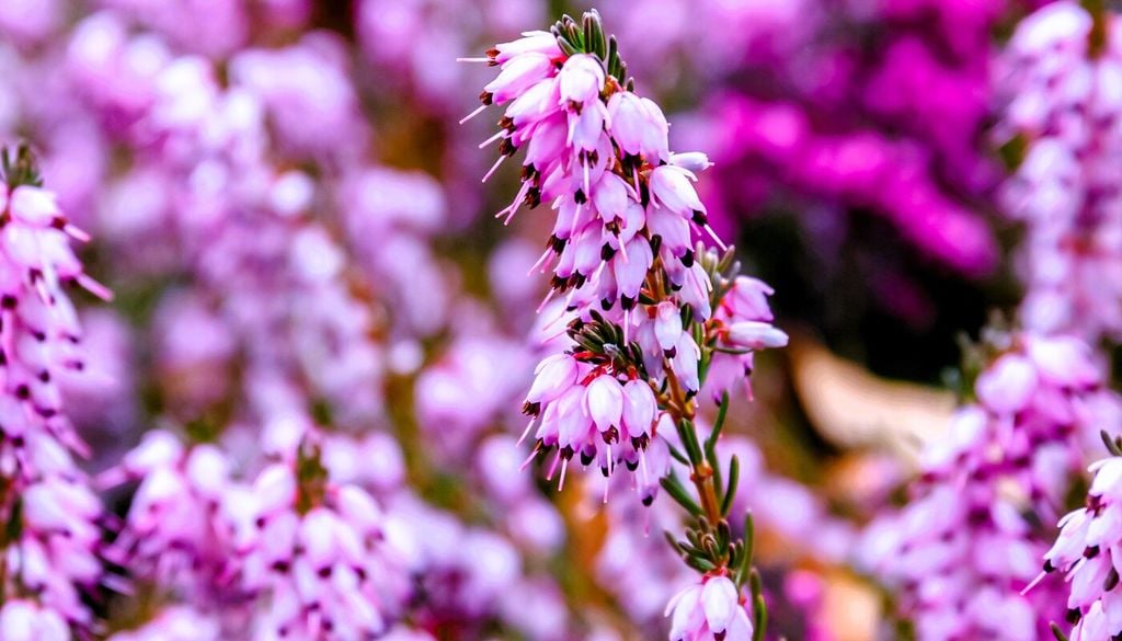Fiori di Erica carnea
