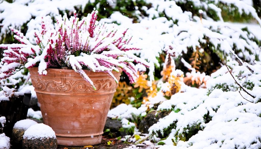 Non è raro che la fioritura di queste piante sia sorpresa da una nevicata, creando un accostamento di colori davvero suggestivo