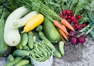 Ernte im Hochsommer: Diese 7 Gemüse wachsen jetzt schnell – und fast jeder macht dabei einen Fehler!