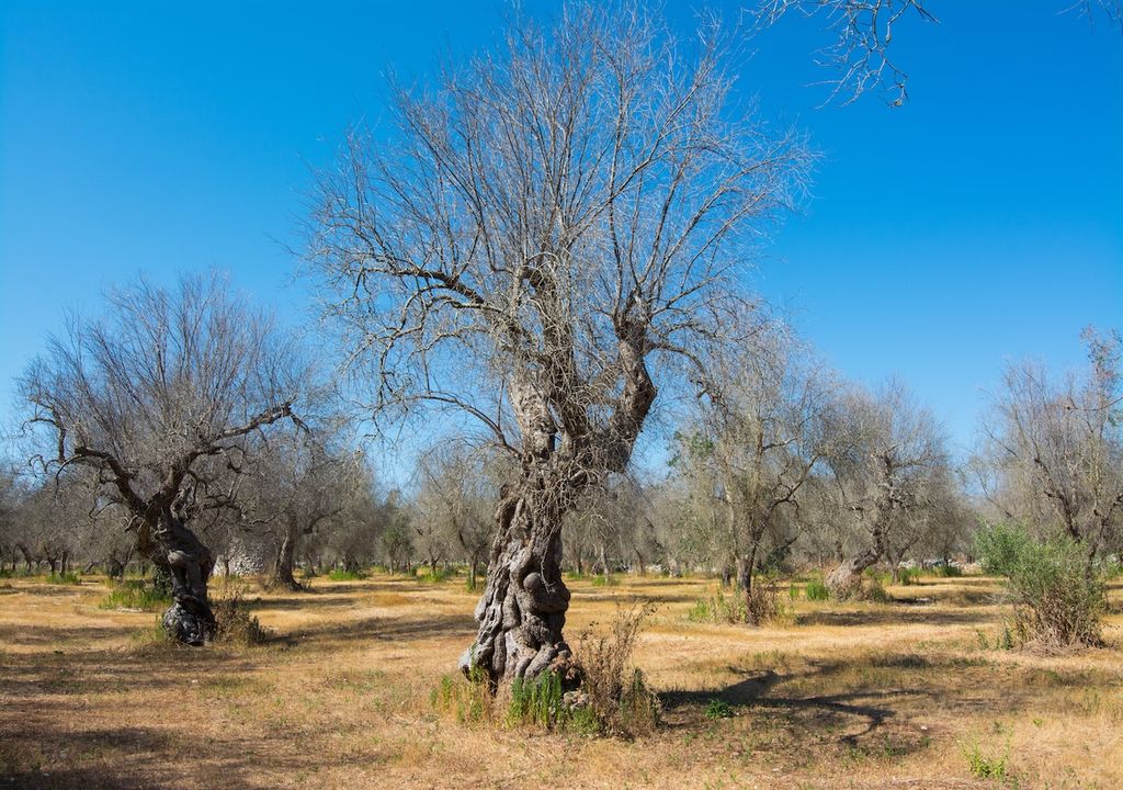 Olivenbäume, Bakterien, Xylella Fastidiosa