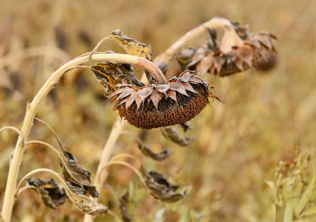 Trockenheit, Dürre, Ernte