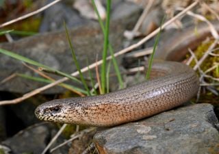 Erroneamente è considerato un serpente, in realtà è una "lucertola" senza zampe