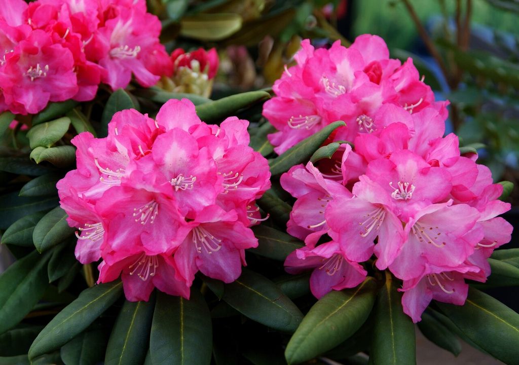 Rododendro Rododendro