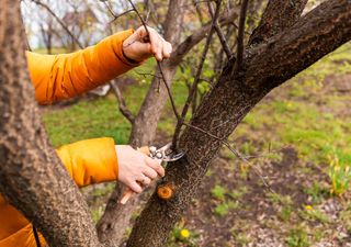 Errores de otoño: árboles y arbustos que no debes podar en esta estación