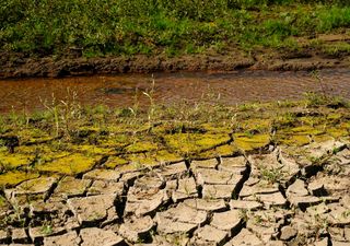 Erschreckende Prognose: Juni und Juli 2020 werden extrem zu trocken!