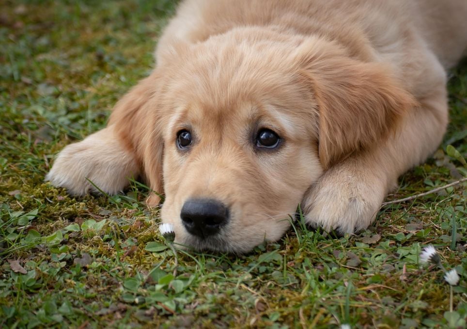 Erste Hilfe bei Hunden – wenn Haustiere auf die Trockenheit reagieren