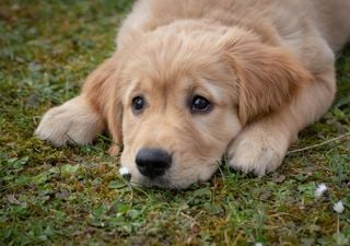Erste Hilfe bei Hunden – wenn Haustiere auf die Trockenheit reagieren