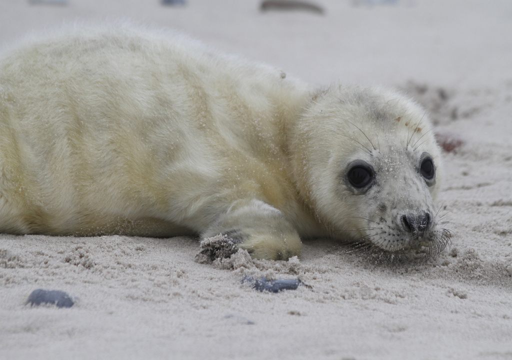 Symbolbild, Ariel, Seehundnachwuchs, Nordsee