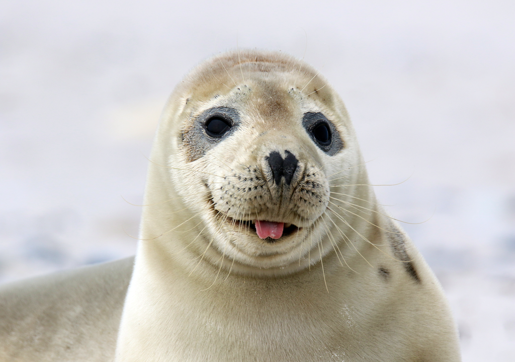 Symbolbild, Seehundbaby, Nordsee, Schutz, Abstand