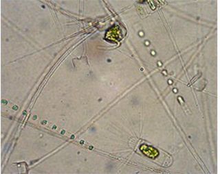 Erupción volcánica ligada a verdes mareas: ¿ejemplo de geoingeniería del secuestro de carbón en el océano?
