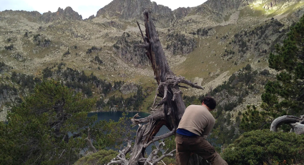 El profesor Ulf Büntgen obtiene muestras de anillos de árboles en los Pirineos. Universidad de Cambridge