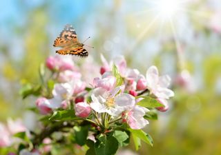 Hurra, endlich warmes Frühlingswetter - bald 20°C!